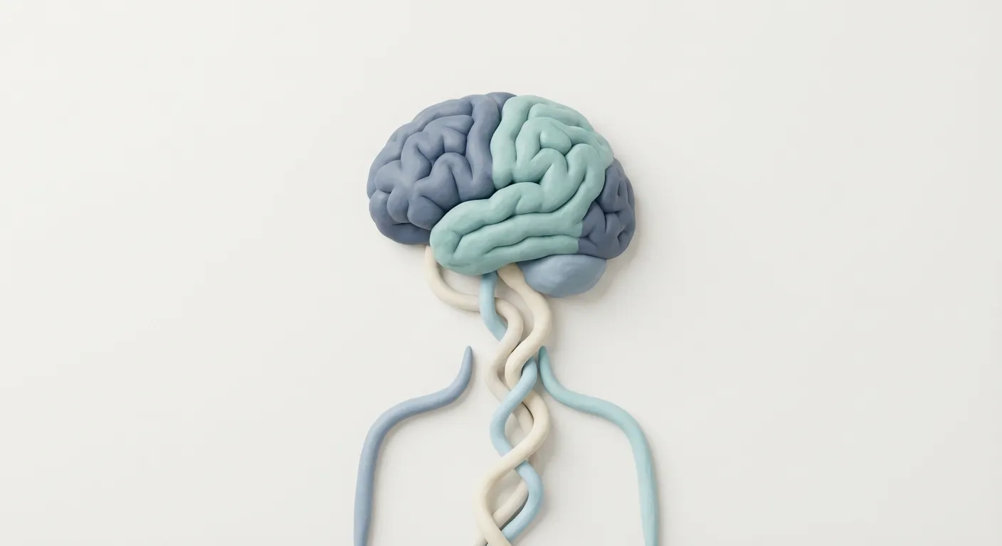Body-Ownership Network: The insula and somatosensory cortex create our sense of body ownership. In gender dysphoria, these regions show altered activation patterns—the brain's internal body map doesn't match the physical body it inhabits.